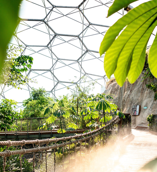 Inside the rainforest biome at The Eden Project
