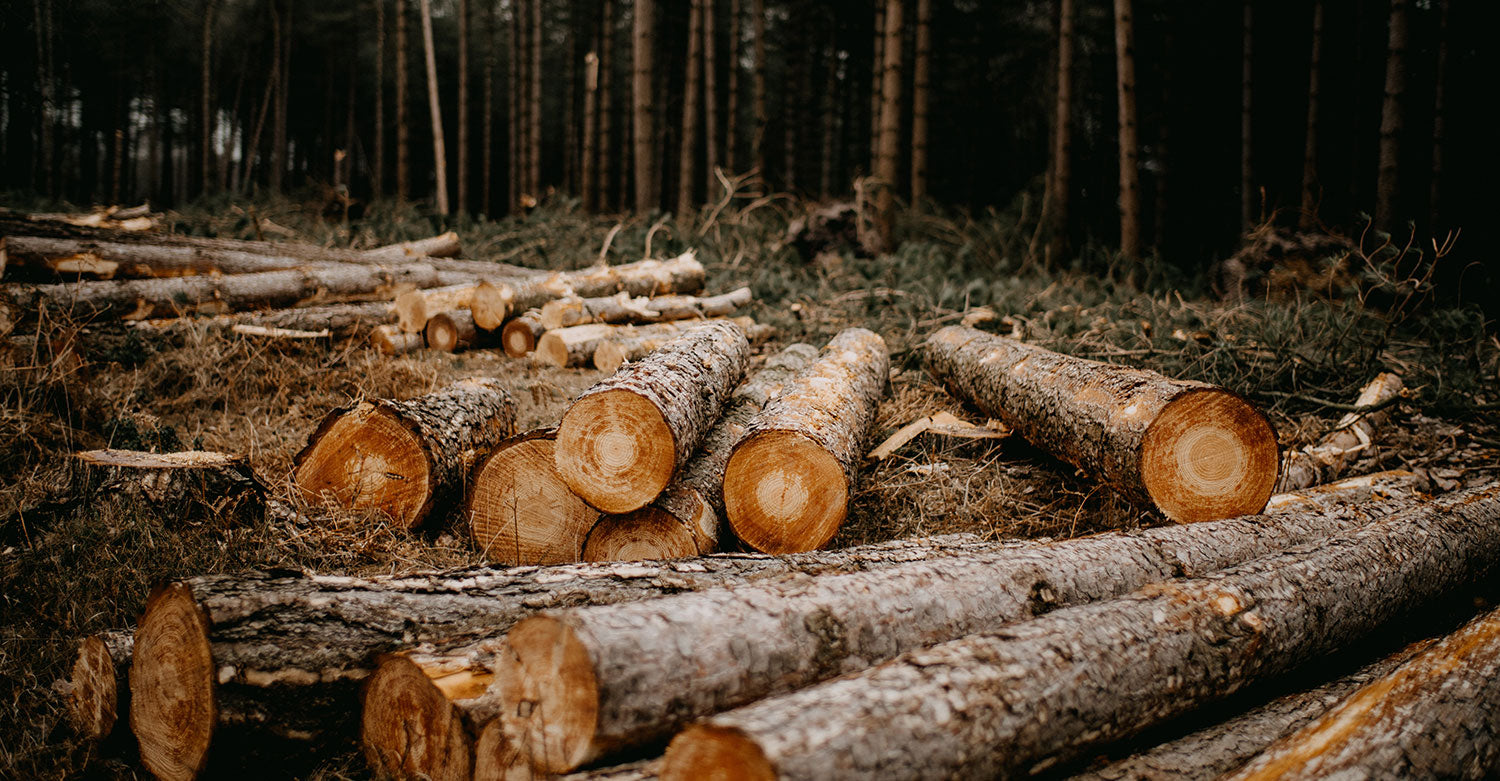 A Pile of Logs in the Middle of a Forest