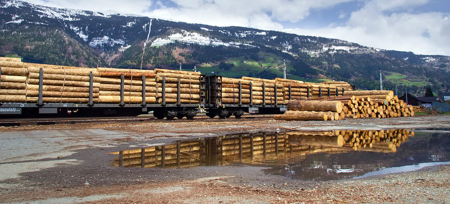 Unsustainable Logging Practices Contribute to Deforestation