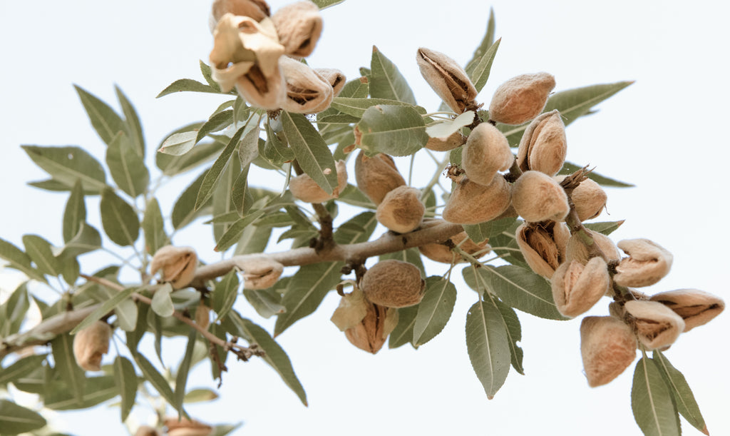 Pistachios growing