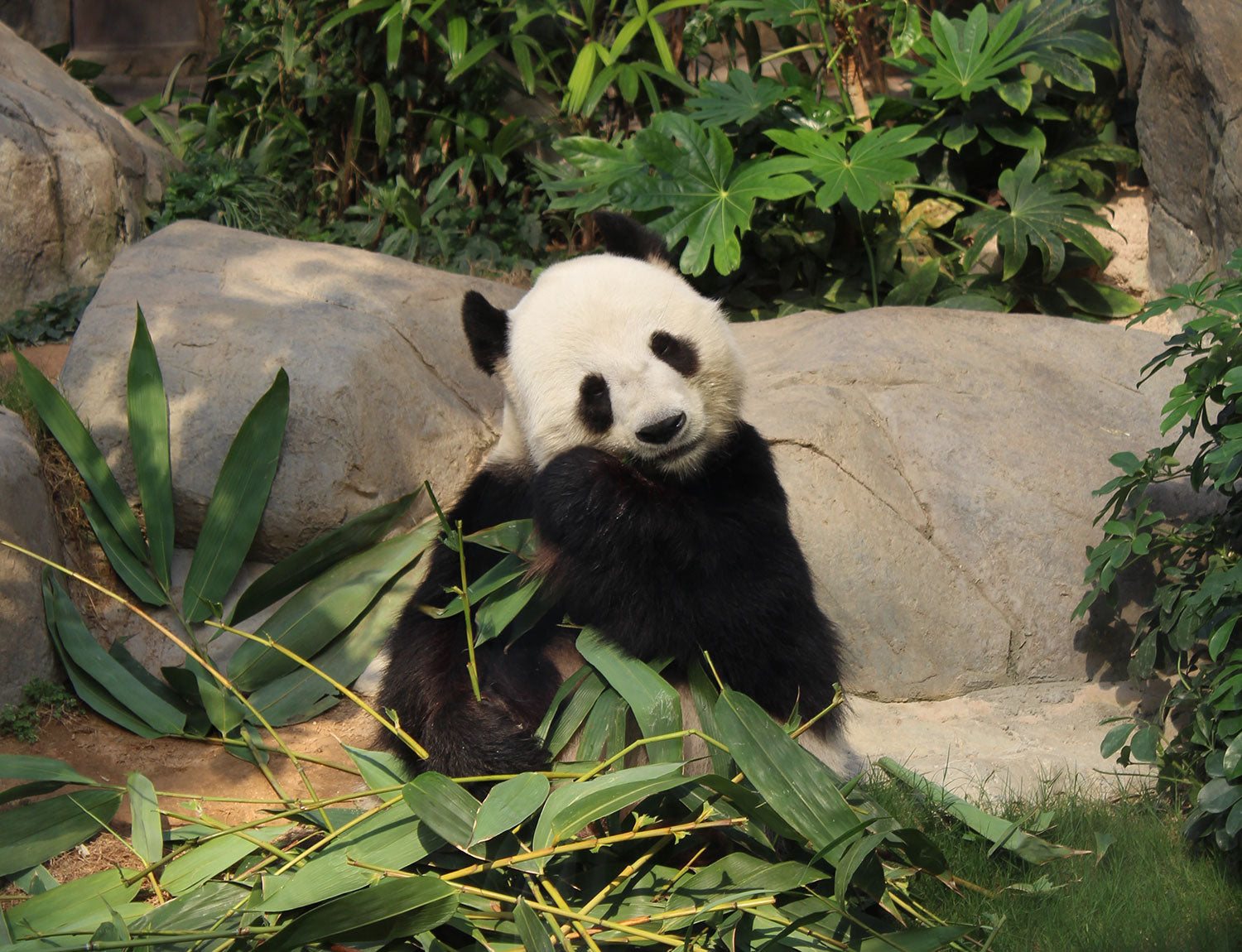 Panda som äter bambublad