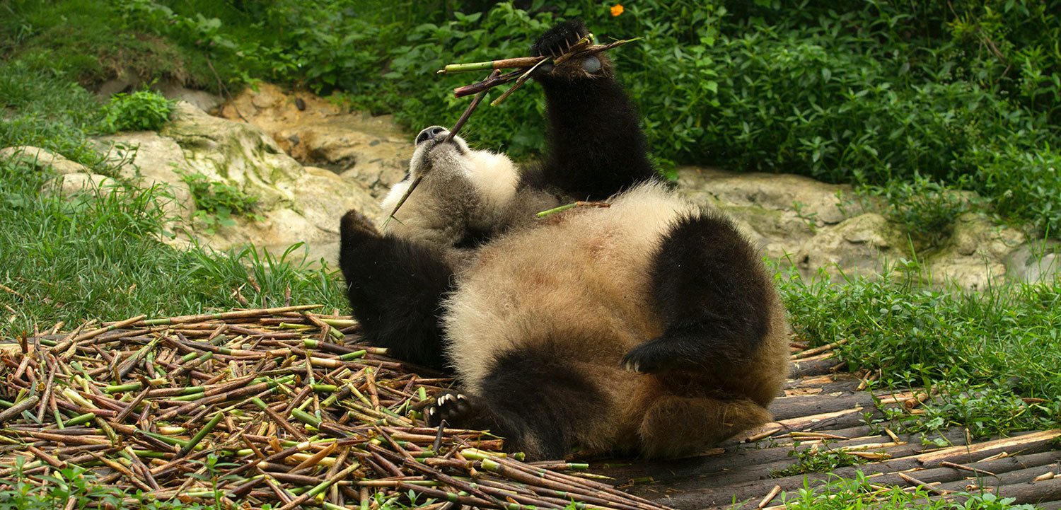 Panda, der Bambus isst