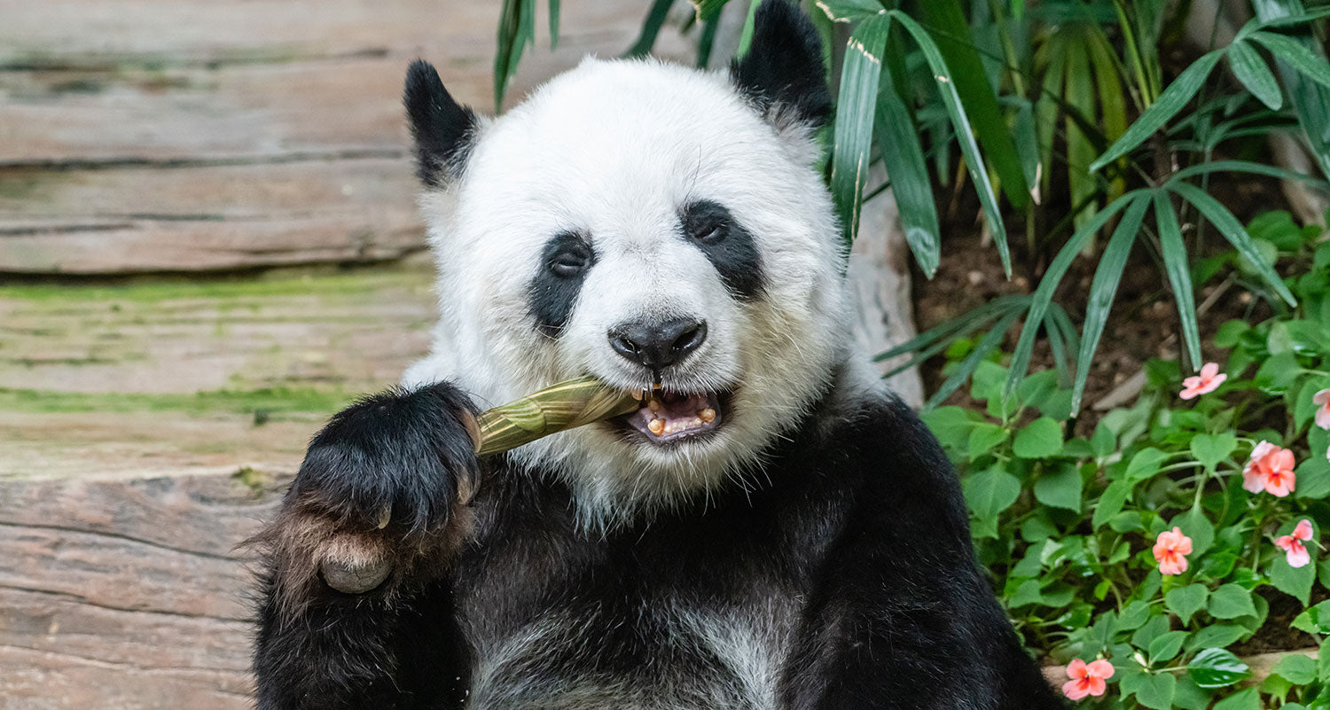 A Giant Panda Eating Bamboo