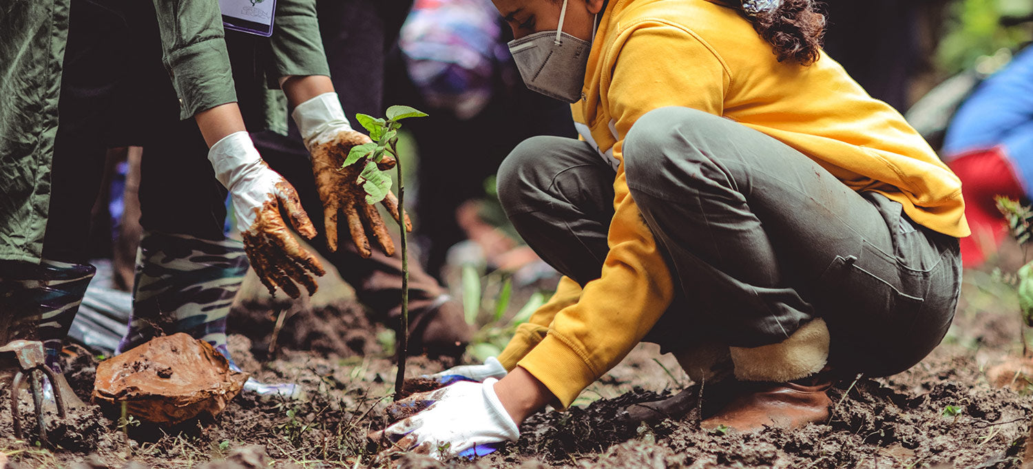 Planting a Tree As a Way to Fight Deforestation