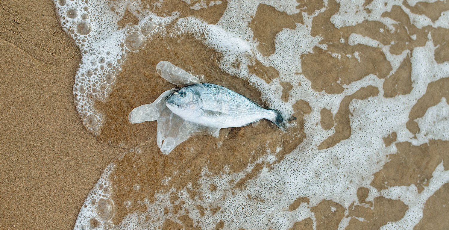 Plastic vervuiling beïnvloedt zeeleven