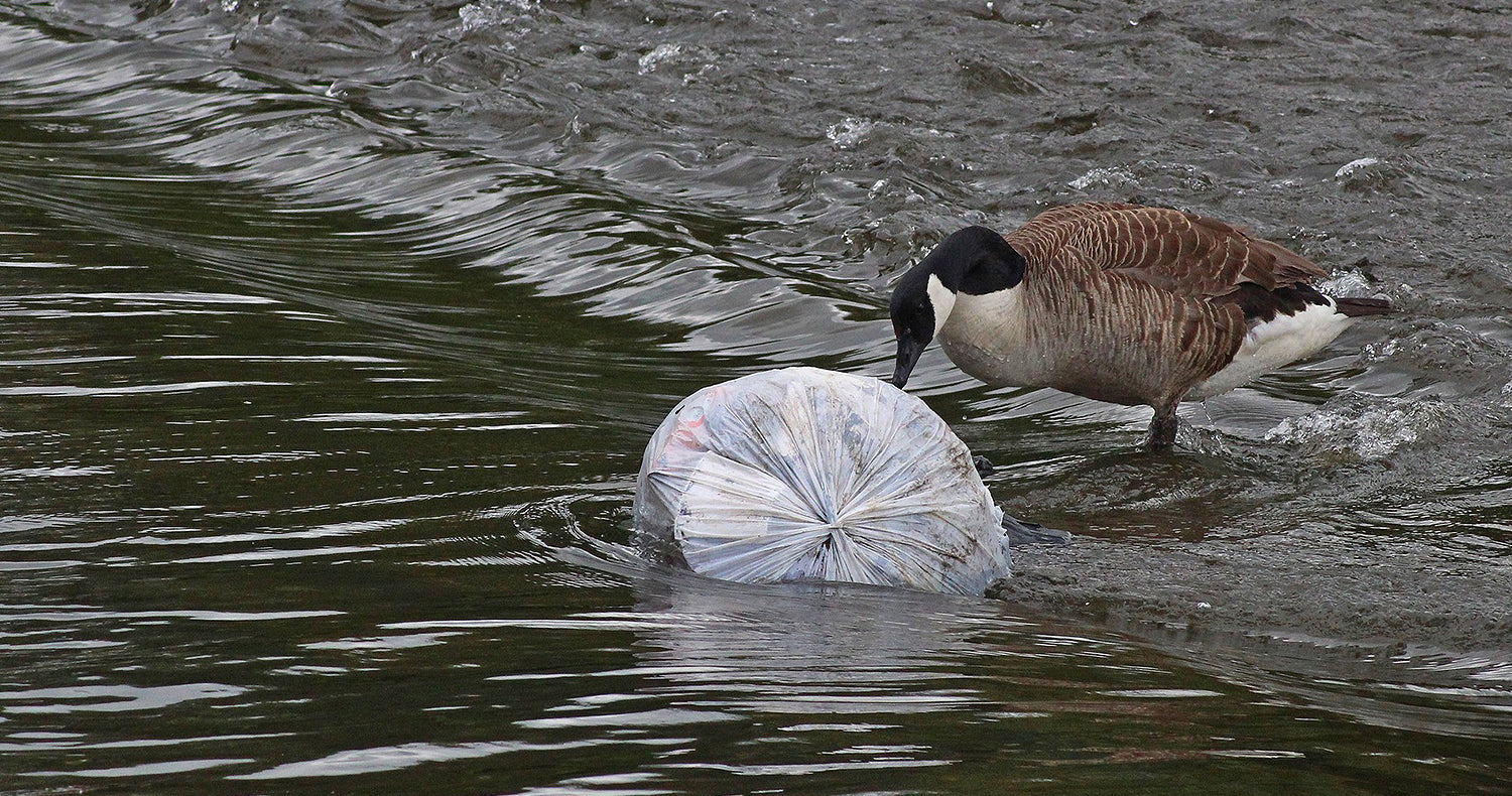 Plastic Pollution, Plastic Waste River