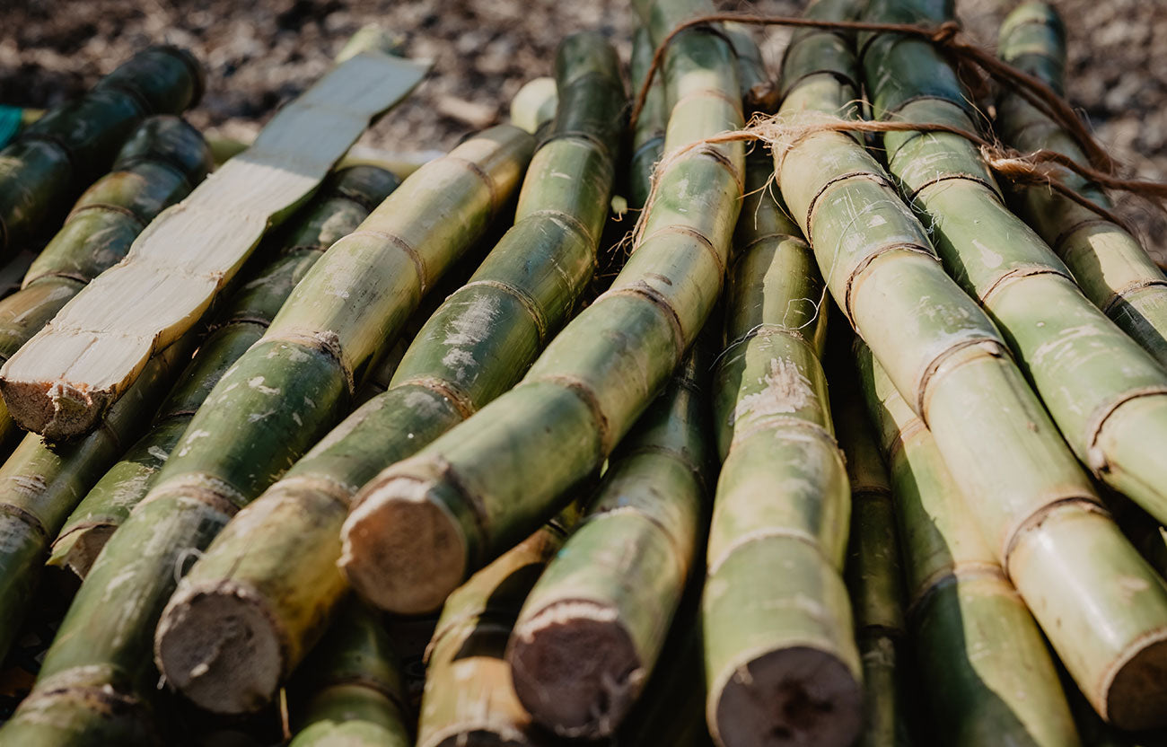 Sugar Cane Sustainable