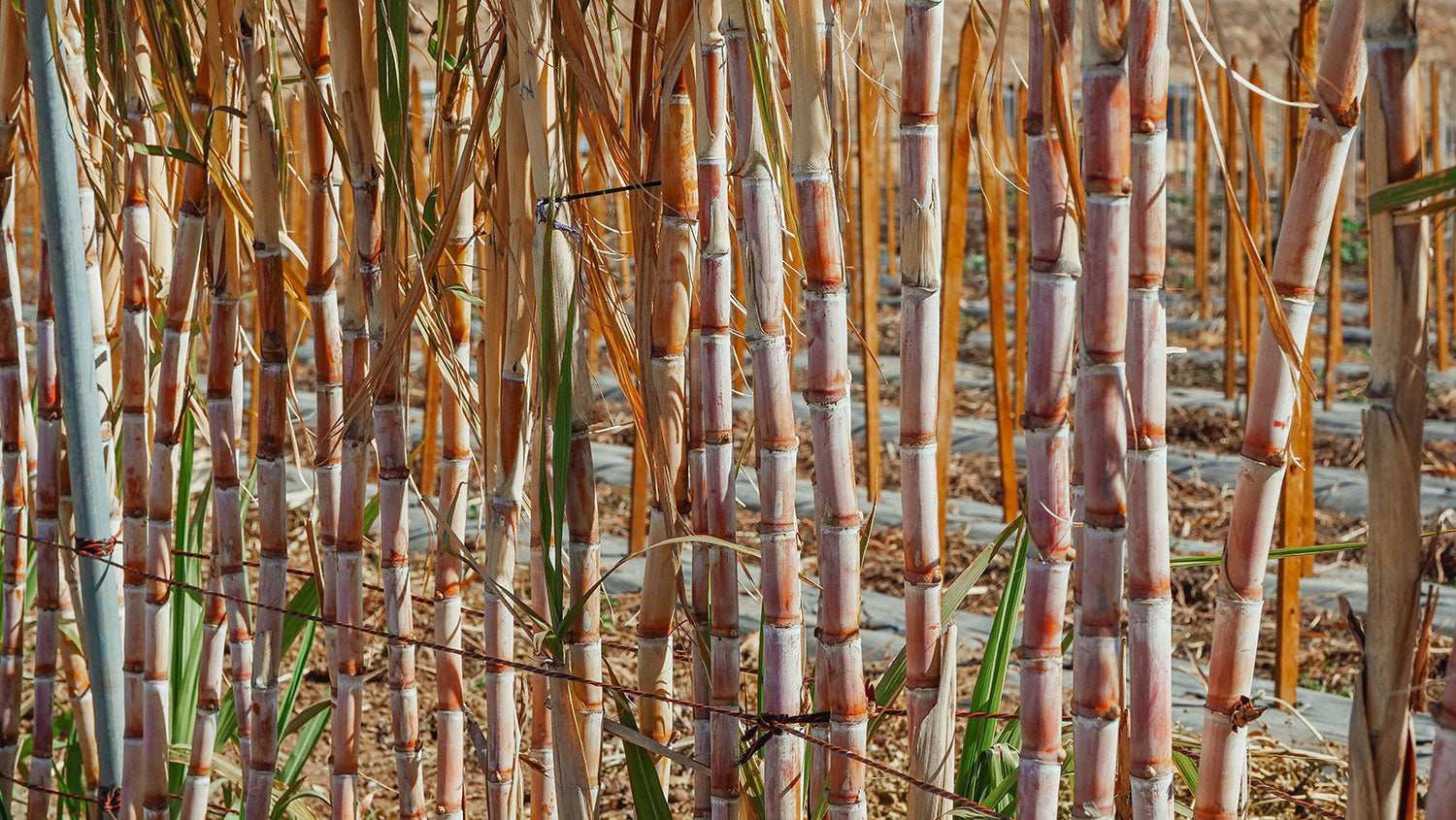 Sugar Cane Field