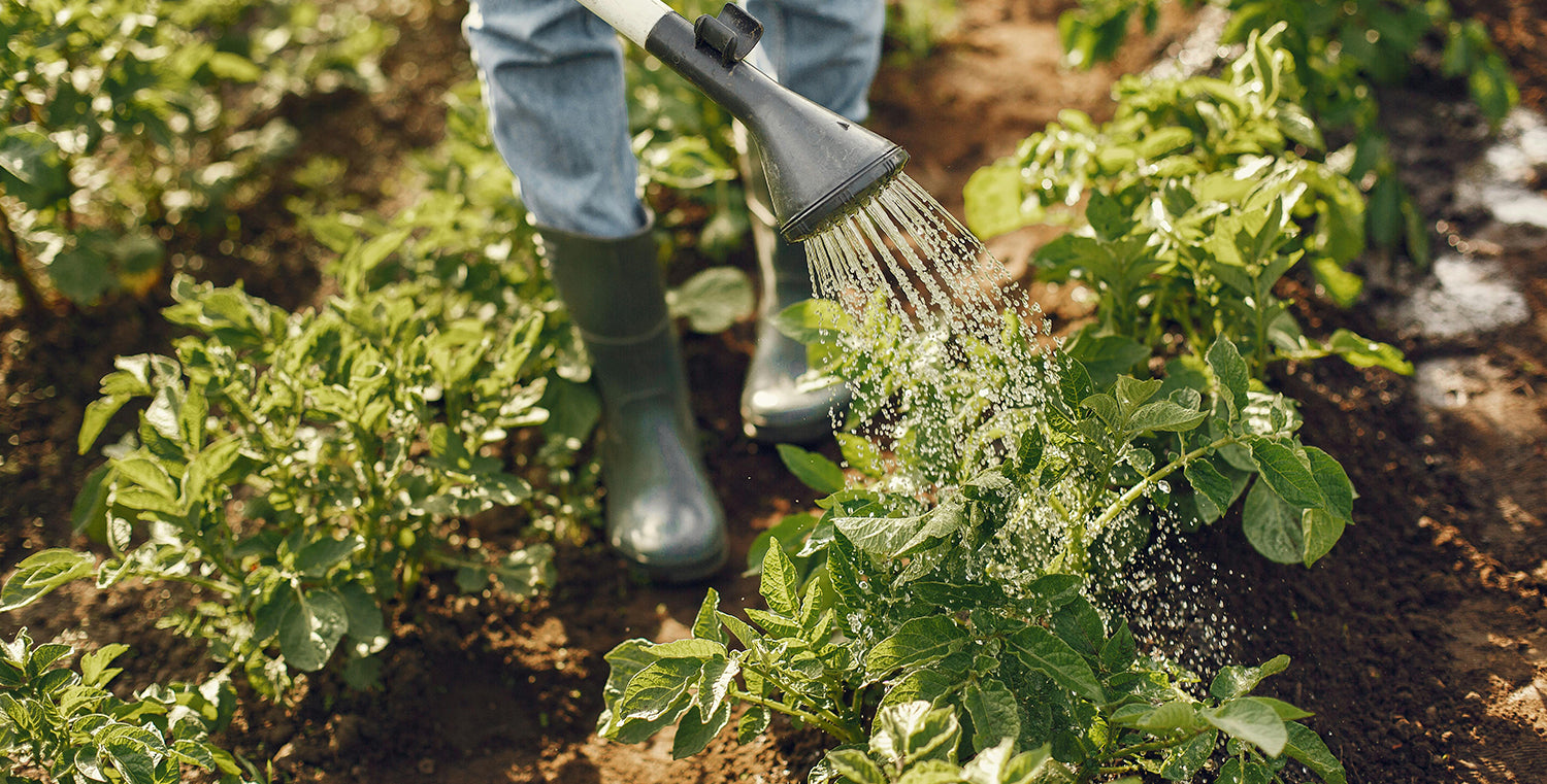 Watering Garden