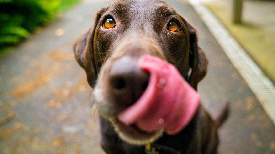 Customer question: Can my dog ​​eat chocolate? - Online Blog - Dog Corner