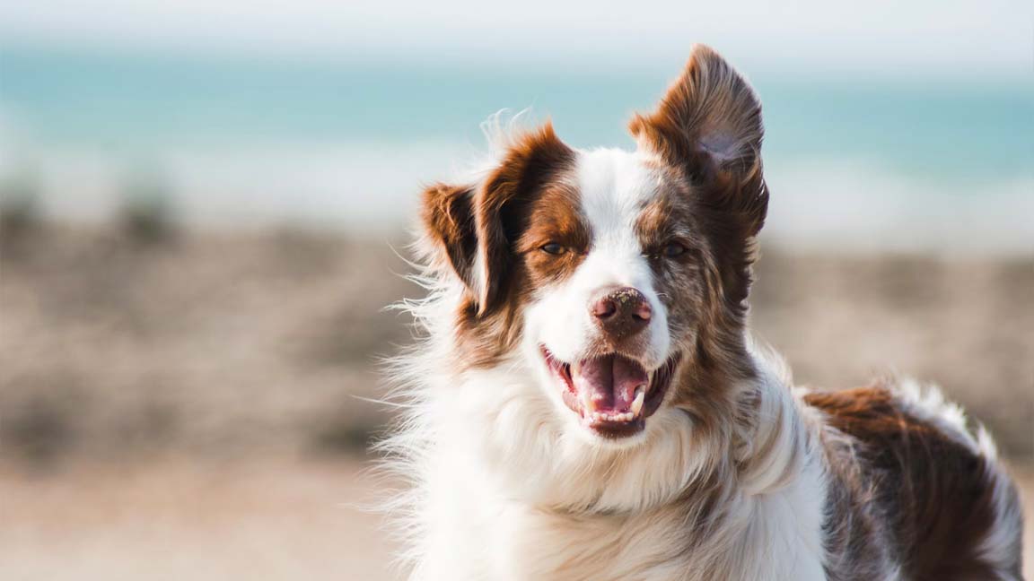 Wat te doen als het te warm wordt voor uw hond? - Zomer blog voor hond en baasje - Hondenhoek