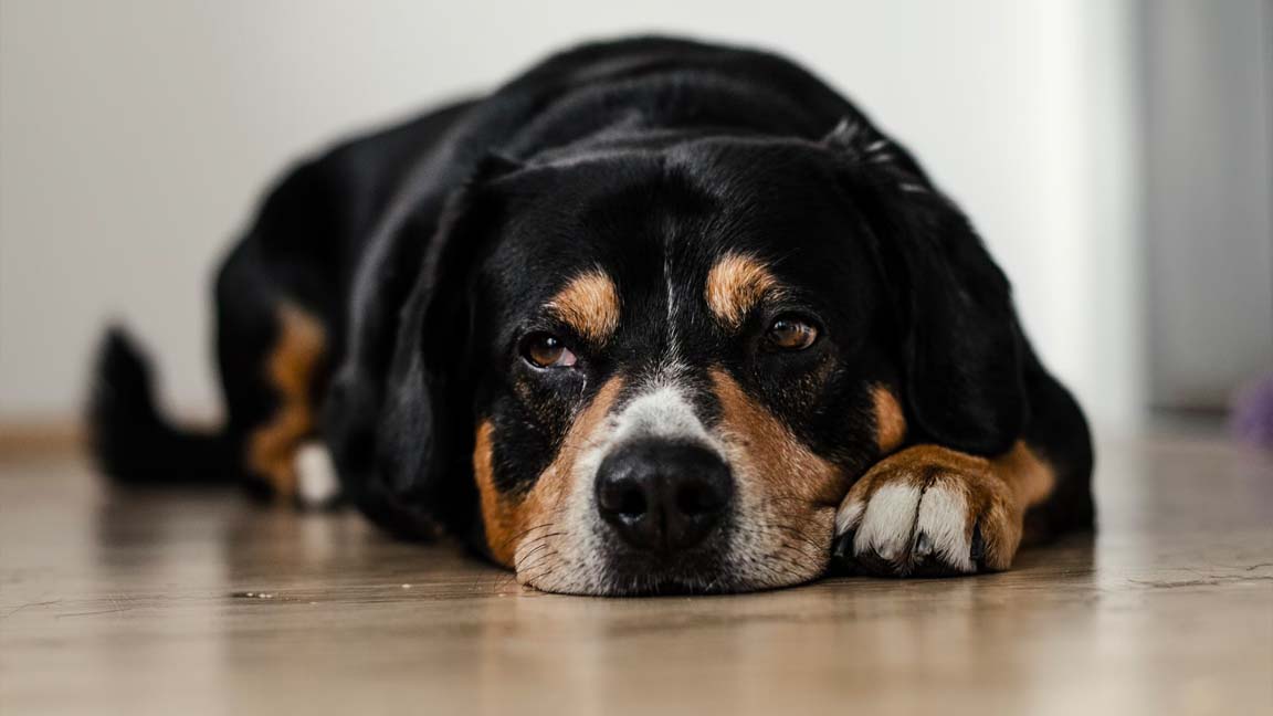 Help! Mijn hond heeft vlooien - Alles over hygiëne & Verzorging - WOEF - Hondenhoek.com dé online winkel voor hond en baasje
