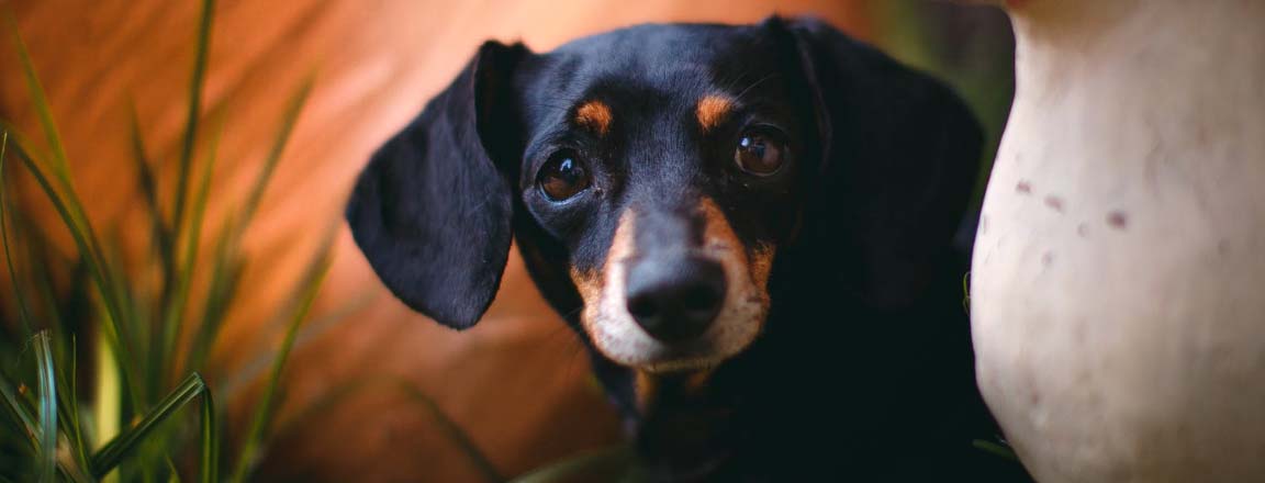 Dachshund online blog holiday tent camper fun