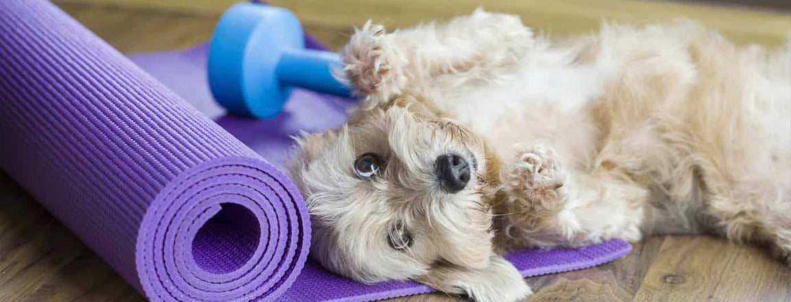 WOEF BLOG Doga yoga dog human sport relax