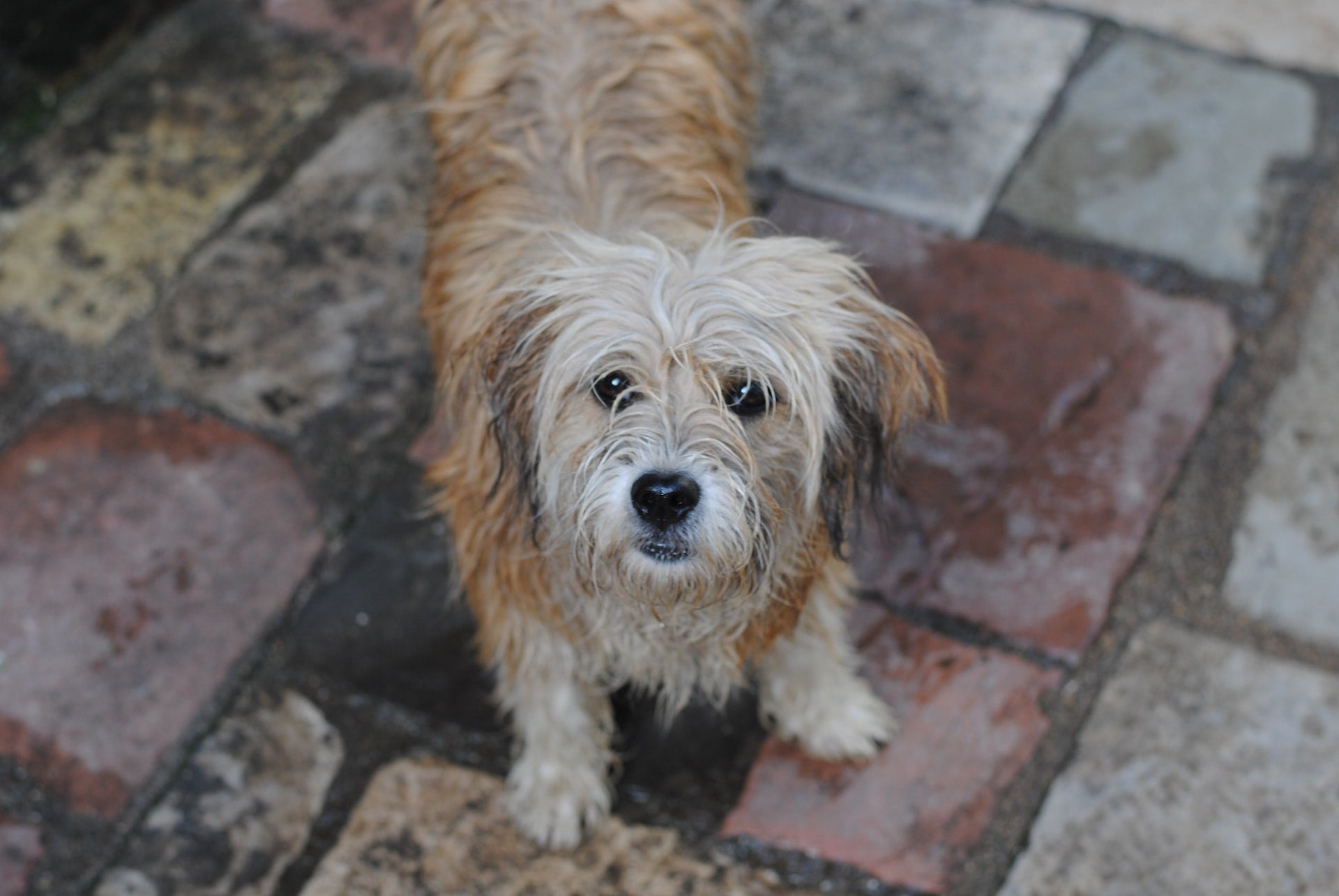 Protect Dogs During Autumn - Rainwear for Dog - Dog Corner