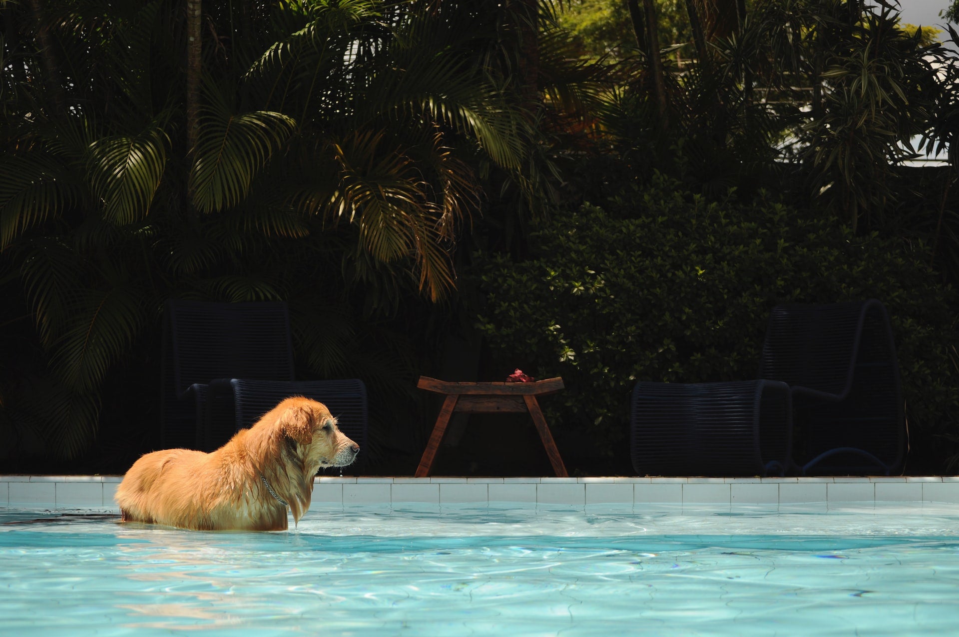 Les chiens jouent en ligne Summer Water