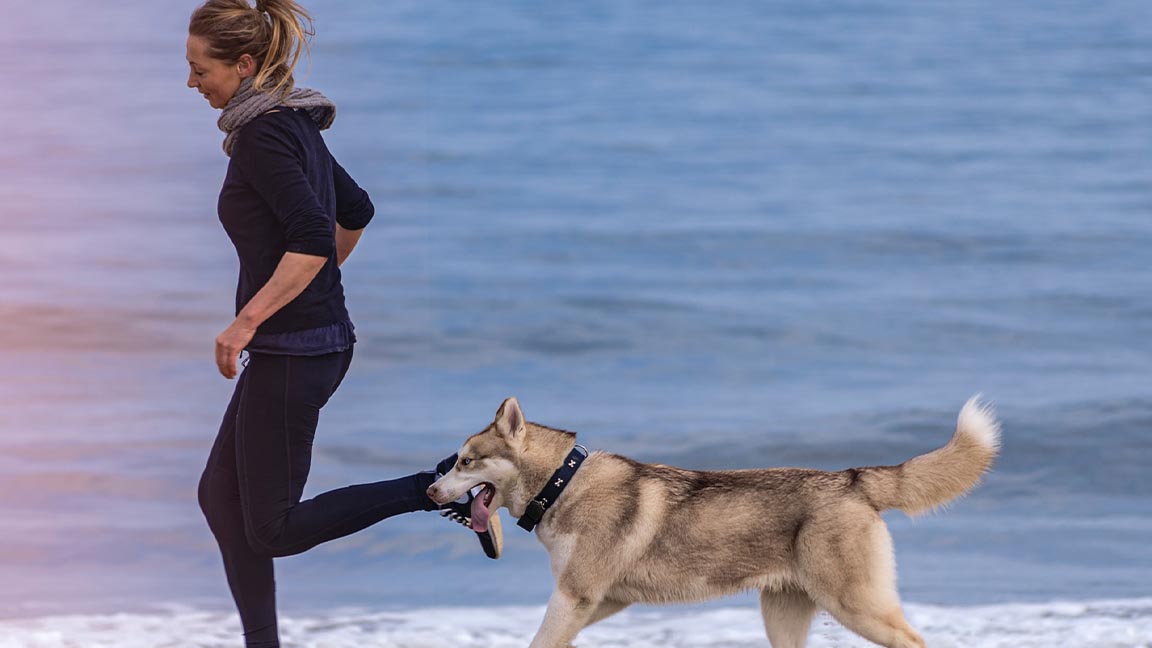 How much exercise does my dog ​​need? - Everything about dogs - Hondenhoek.com the online store for dogs and owners