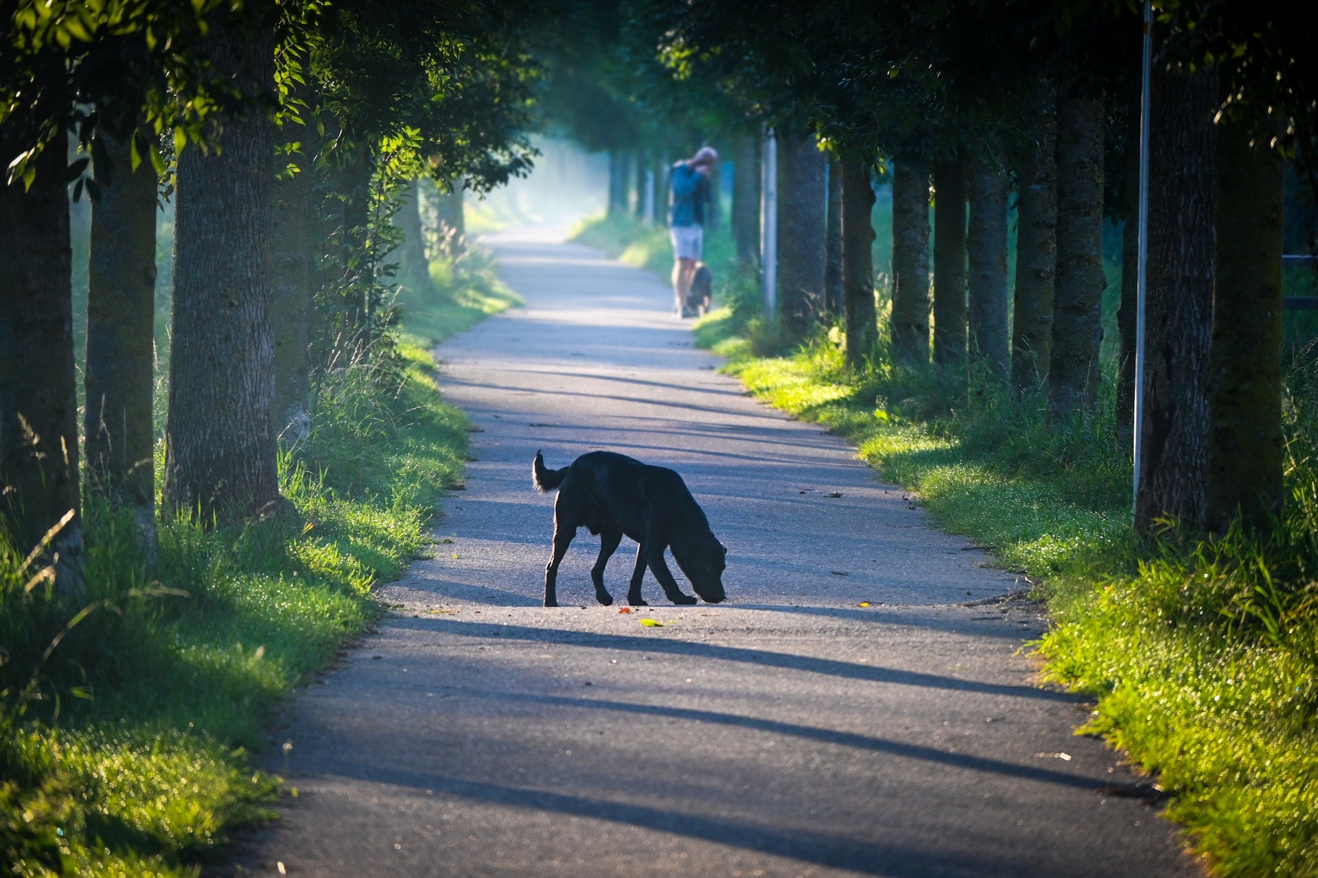 Op vakantie met de hond: in Nederland! - Hondenhoek Hondenwinkel