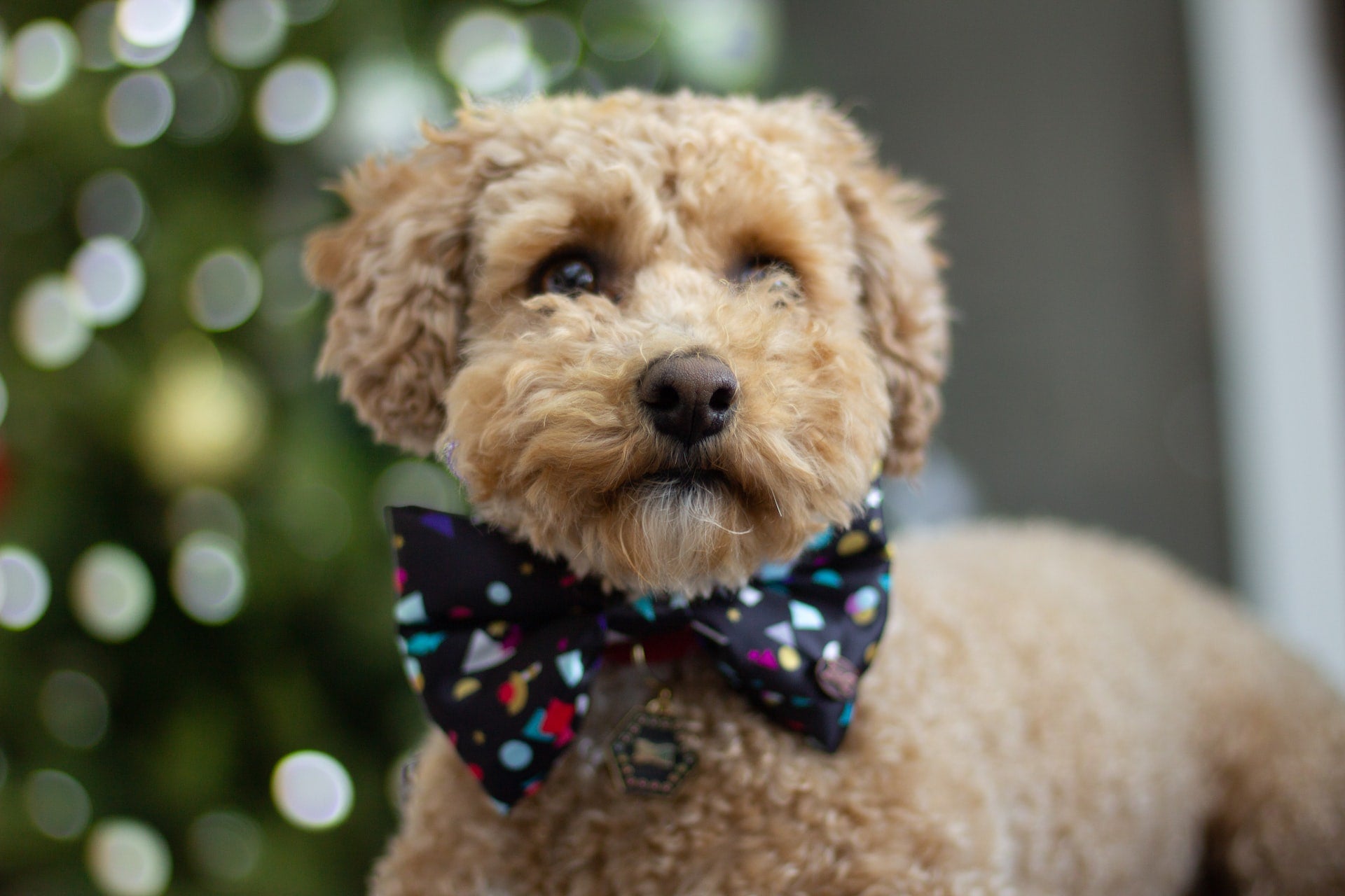 Dog with bow tie on sofa couch