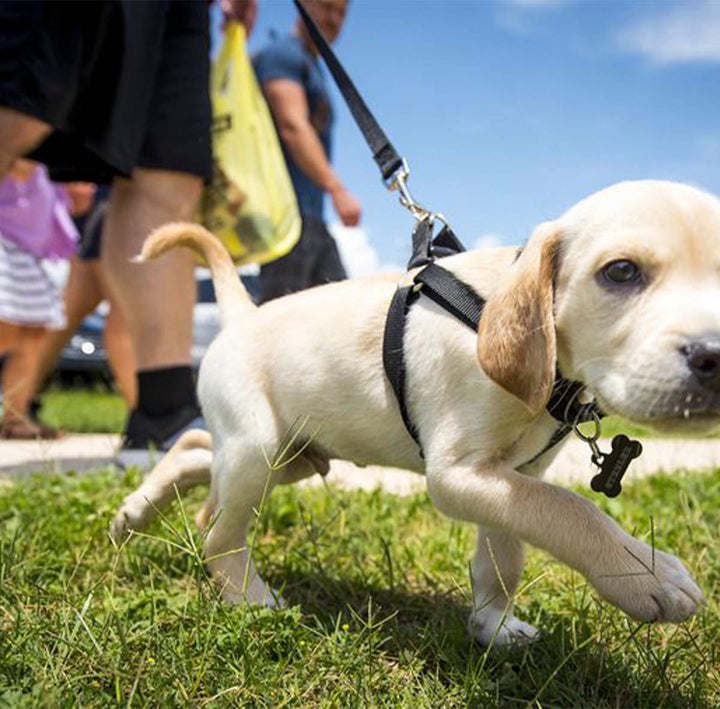 User-friendly Exercise Leash - Leashes and Leashes - WOEF Boutique