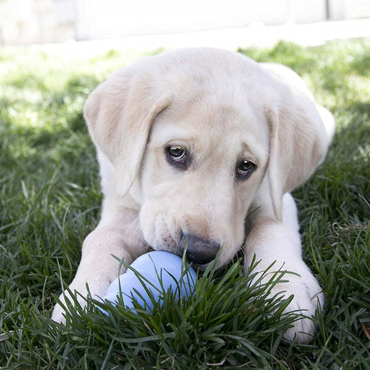 KONG Dog toys extremely strong