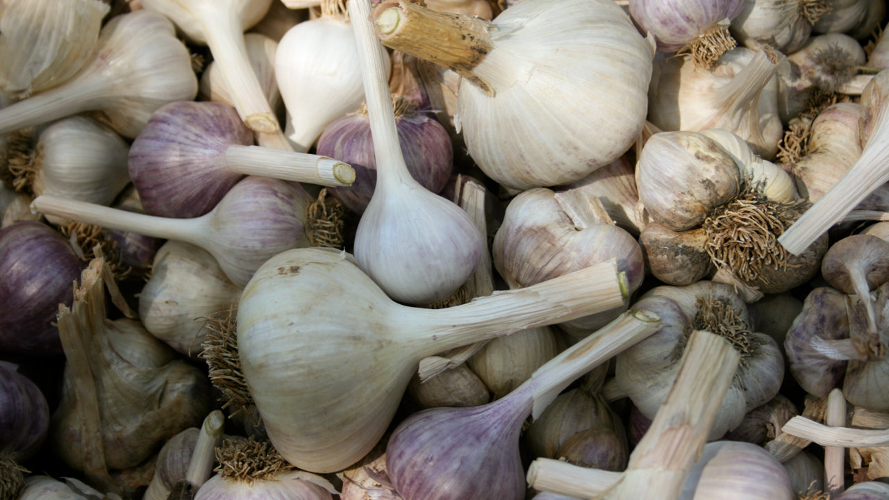 Growing: Garlic 9-steps-for-big-garlic_2048x
