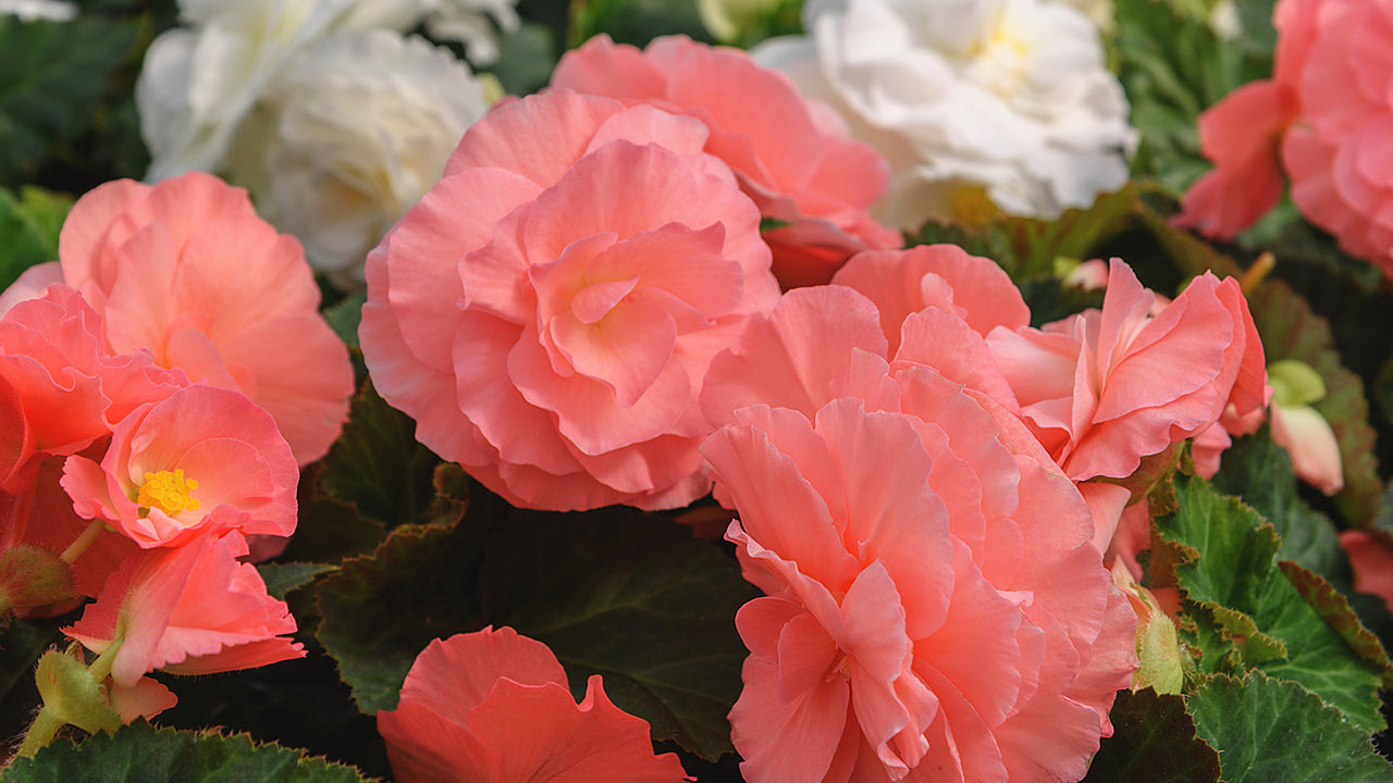 Image of Begonias summer plant