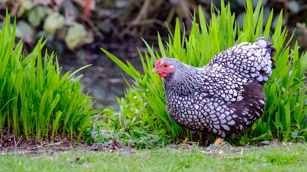 10 Tips For A Chicken Friendly Garden Organic Gardening Blog