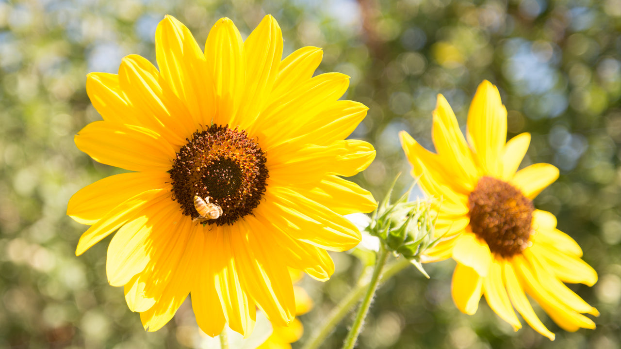 Tips on Cutting Sunflowers for Bouquets Organic Gardening Blog Grow