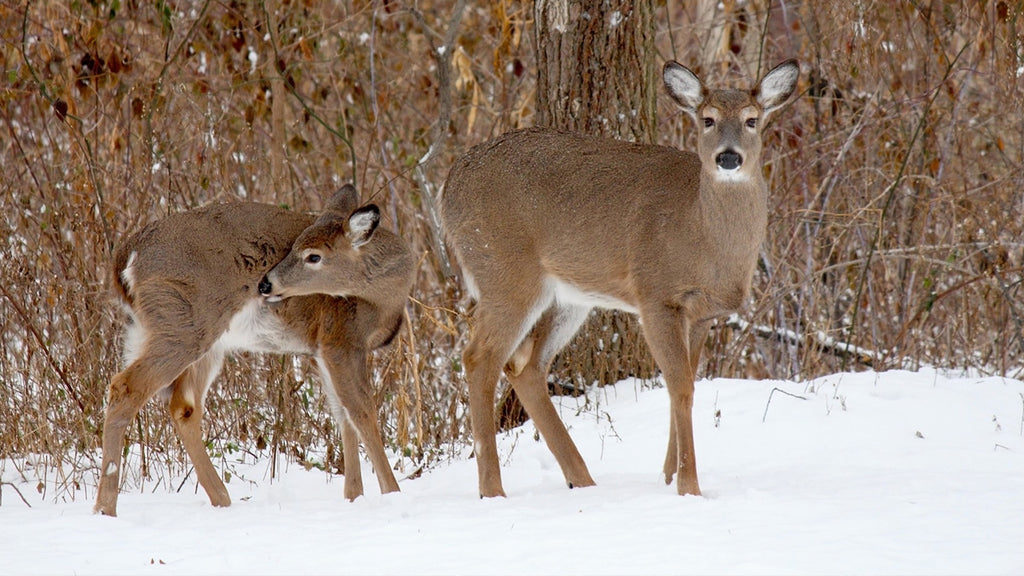 Deer-Resistant Edibles for Your Garden - Organic Gardening Blog