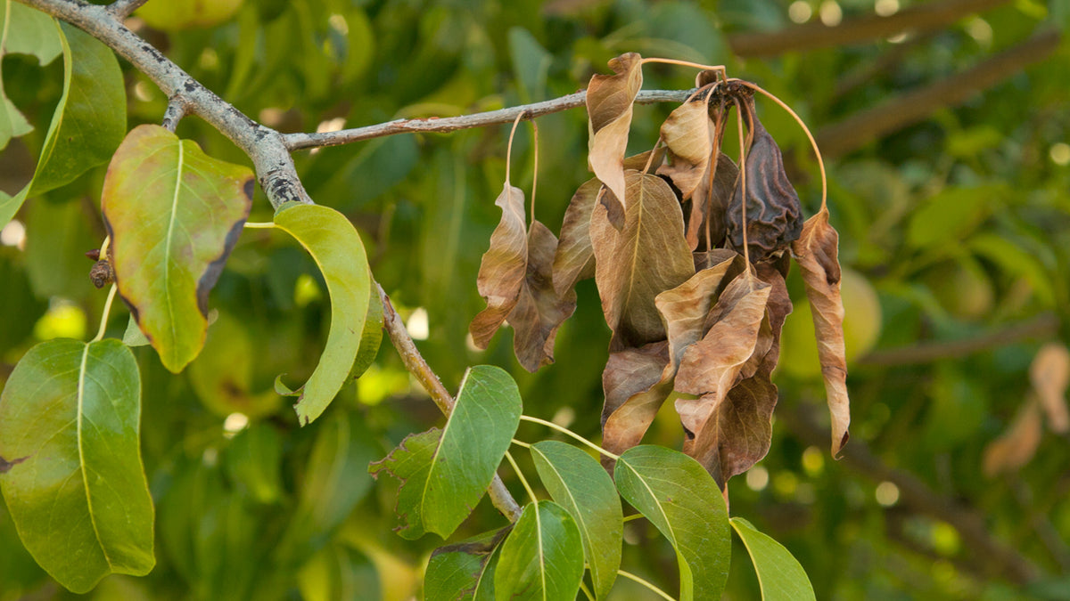 blight fire tree diseases common identify causes controlling source fireblight them grow attack creativecirclemedia