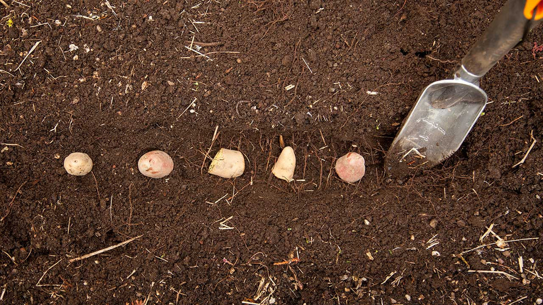 Tips For Growing Potatoes In Your Garden Organic Gardening Blog Grow Organic