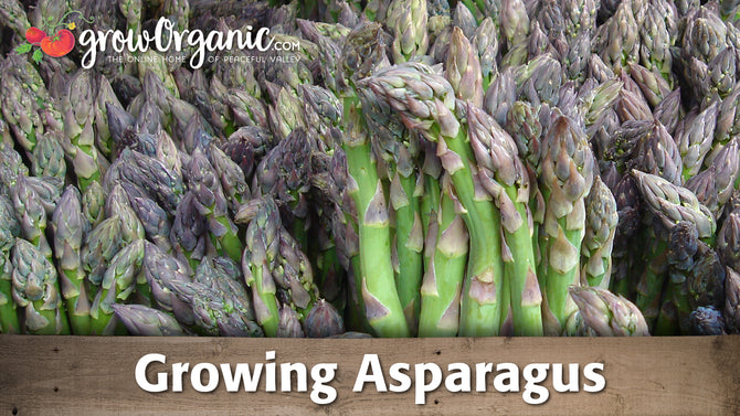 Planting and Growing Asparagus