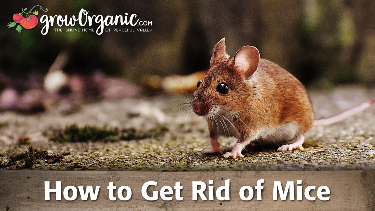 How To Get Rid Of Mice Rats Organic Gardening Videos Grow Organic