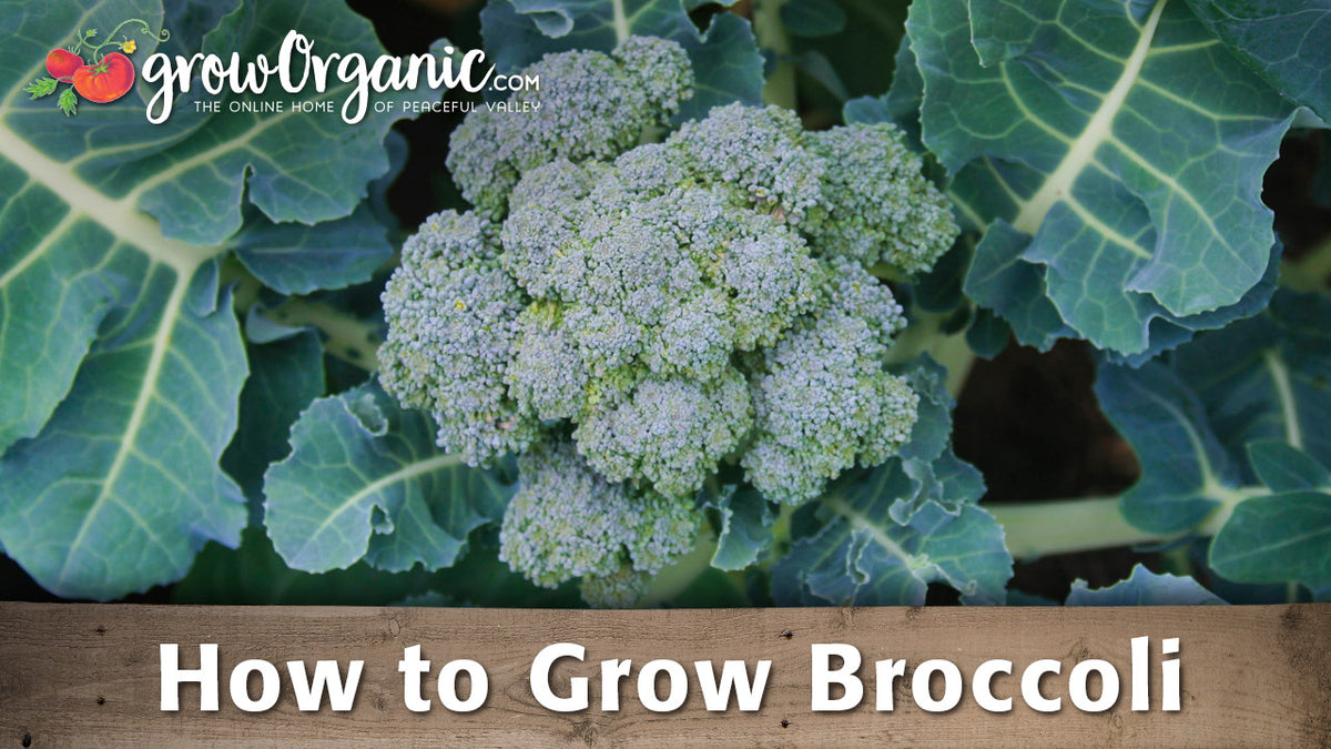 How to Grow Broccoli| Organic Gardening Videos - Grow Organic