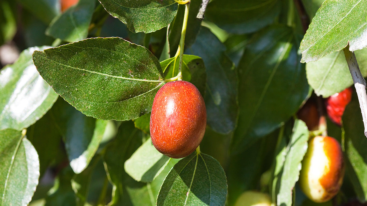 Growing Jujube Trees And How To Use The Fruit Organic Gardening Blog Grow Organic
