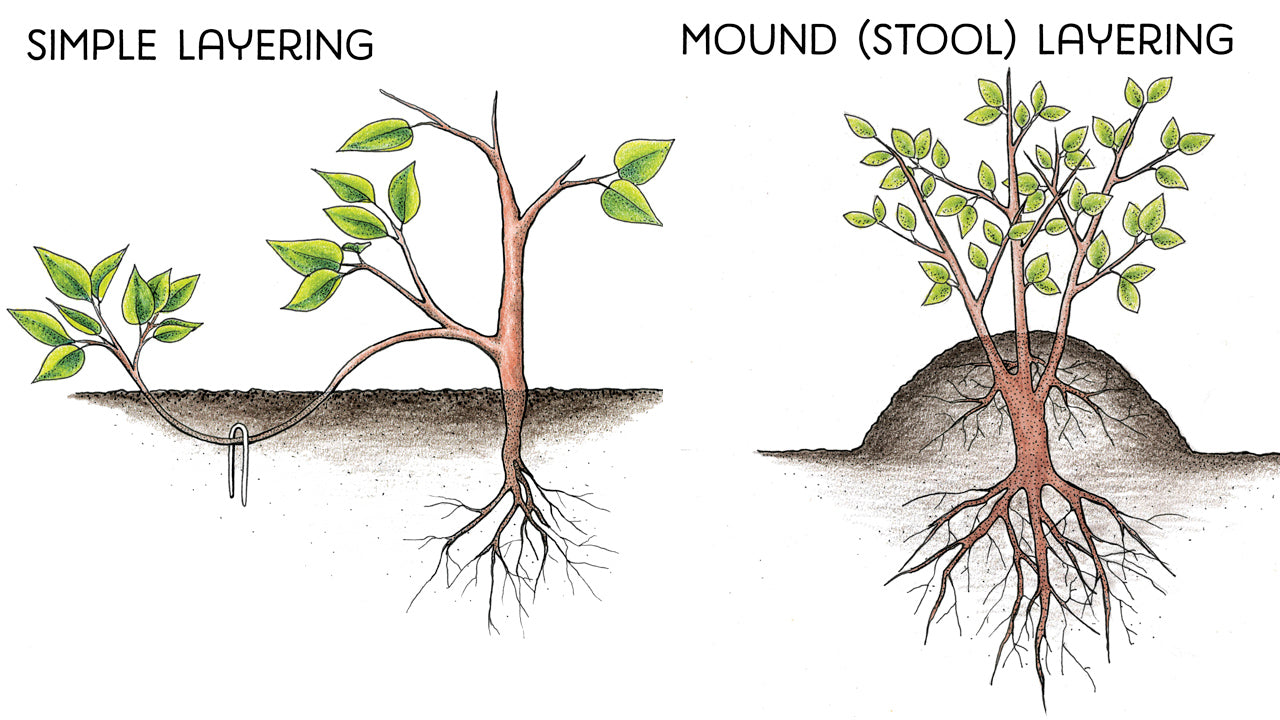 How to Propagate Plants by Layering Organic Gardening Blog Grow Organic