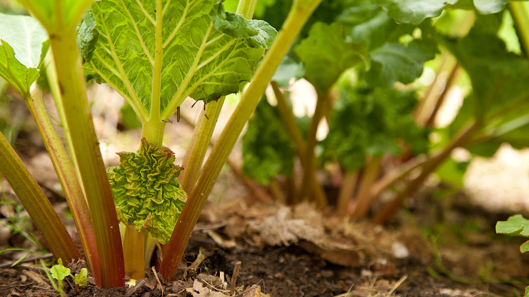 fertilize rhubarb in the fall