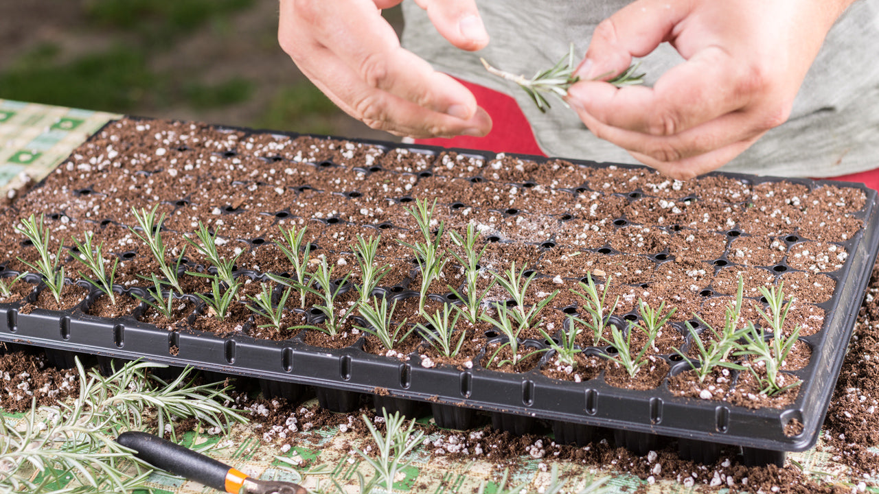 Propagation By Cuttings Step By Step Organic Gardening Blog Grow Organic