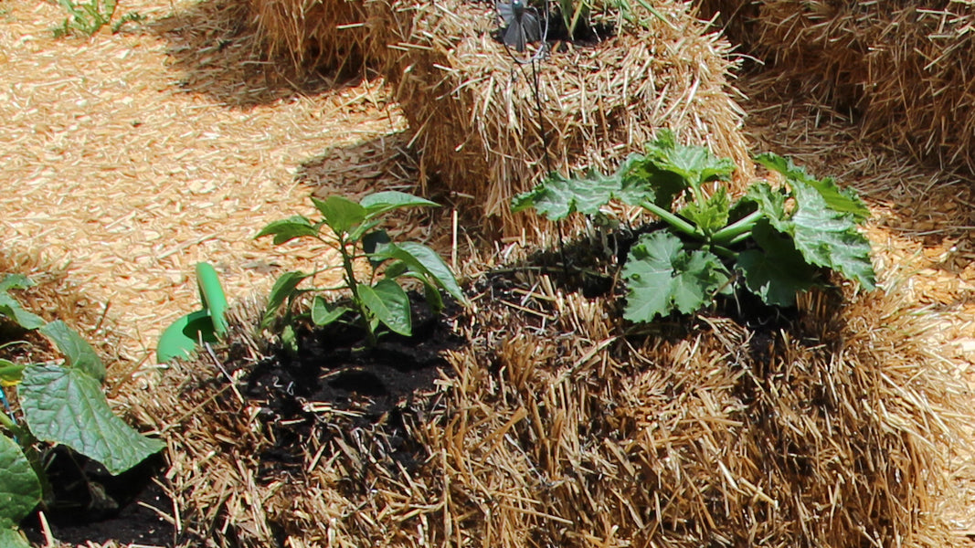 How To Grow In Straw Bales Organic Gardening Blog Grow Organic