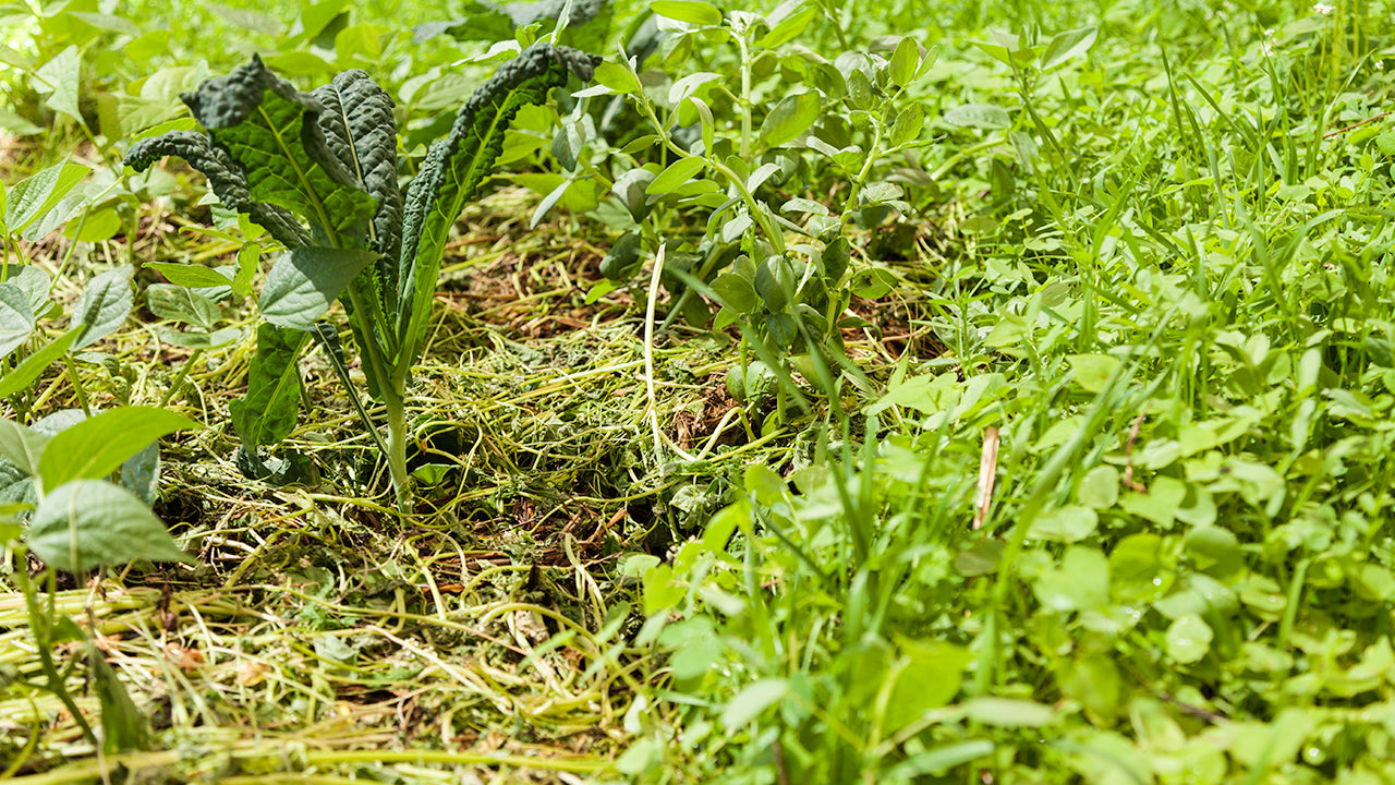 Cover crops. Покровные культуры.