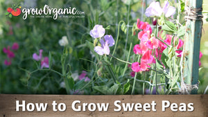 Renee S Garden Fragrant Sweet Pea April In Paris Grow Organic