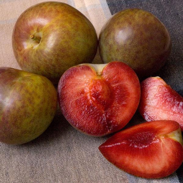 Pluot® Trees Plum x Apricot Hybrid Trees Hybrid Trees Complex