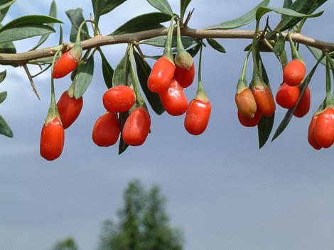 red goji berries