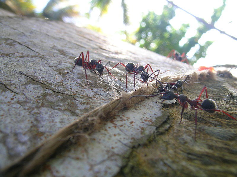 ants at work