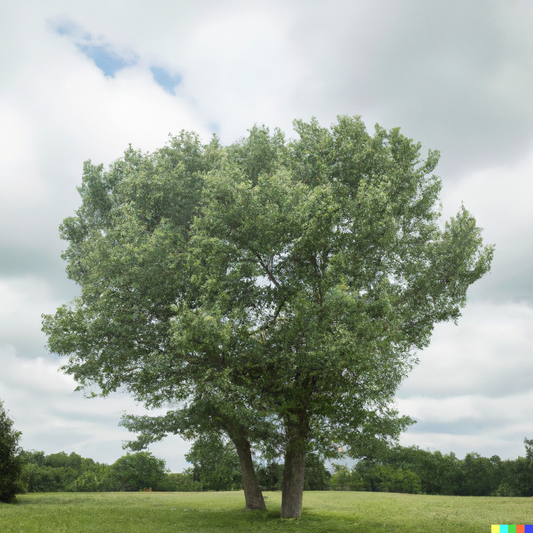 Dwarf Bosc Pear Tree - Cinnamon brown pears are some of the sweetest a –  Online Orchards