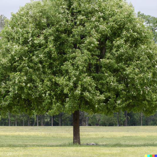 Dwarf Bosc Pear Tree - Cinnamon brown pears are some of the sweetest a –  Online Orchards