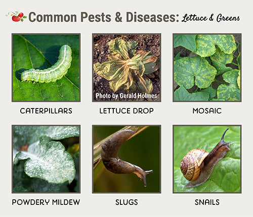 Common Pests & Diseases: Lettuce & Greens