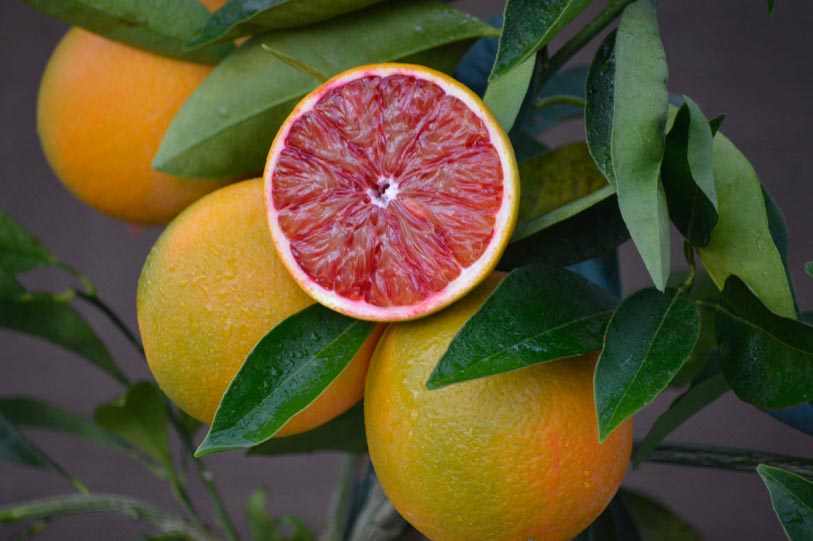 Sanjuinelli Blood Orange