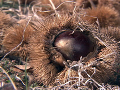 Chestnuts in Burr